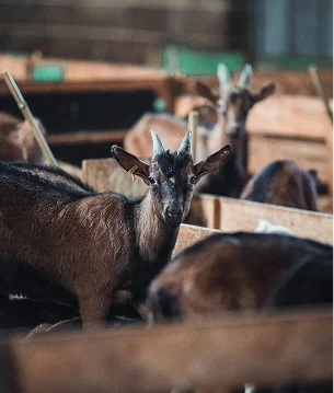Pâturages pour les chèvres et vaches de la ferme d'Azay le Ferron - 36