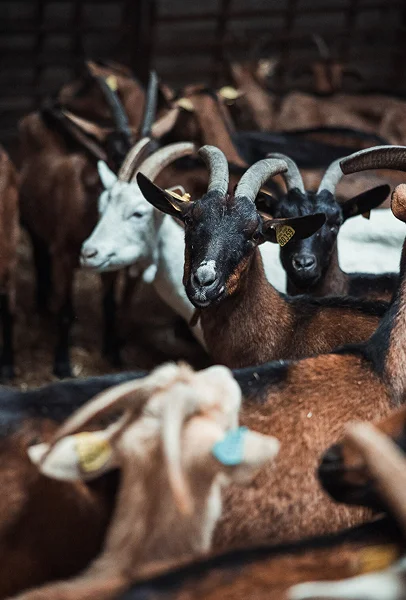 Nos chèvres dans l'étable dans notre ferme d'Azay le Ferron - 36