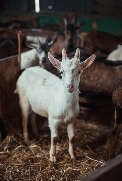 Chevreau au Pays de la Brenne