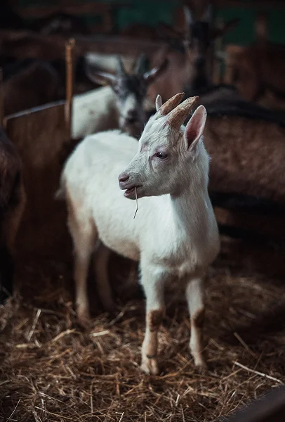 Chevreau heureux dans notre ferme d'Azay le Ferron - 36