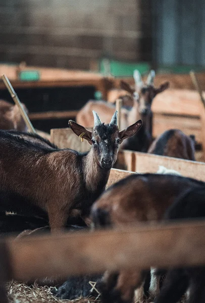 Jeunes chèvres Alpine à découvrir à la ferme d'Azay le Ferron dans l'Indre